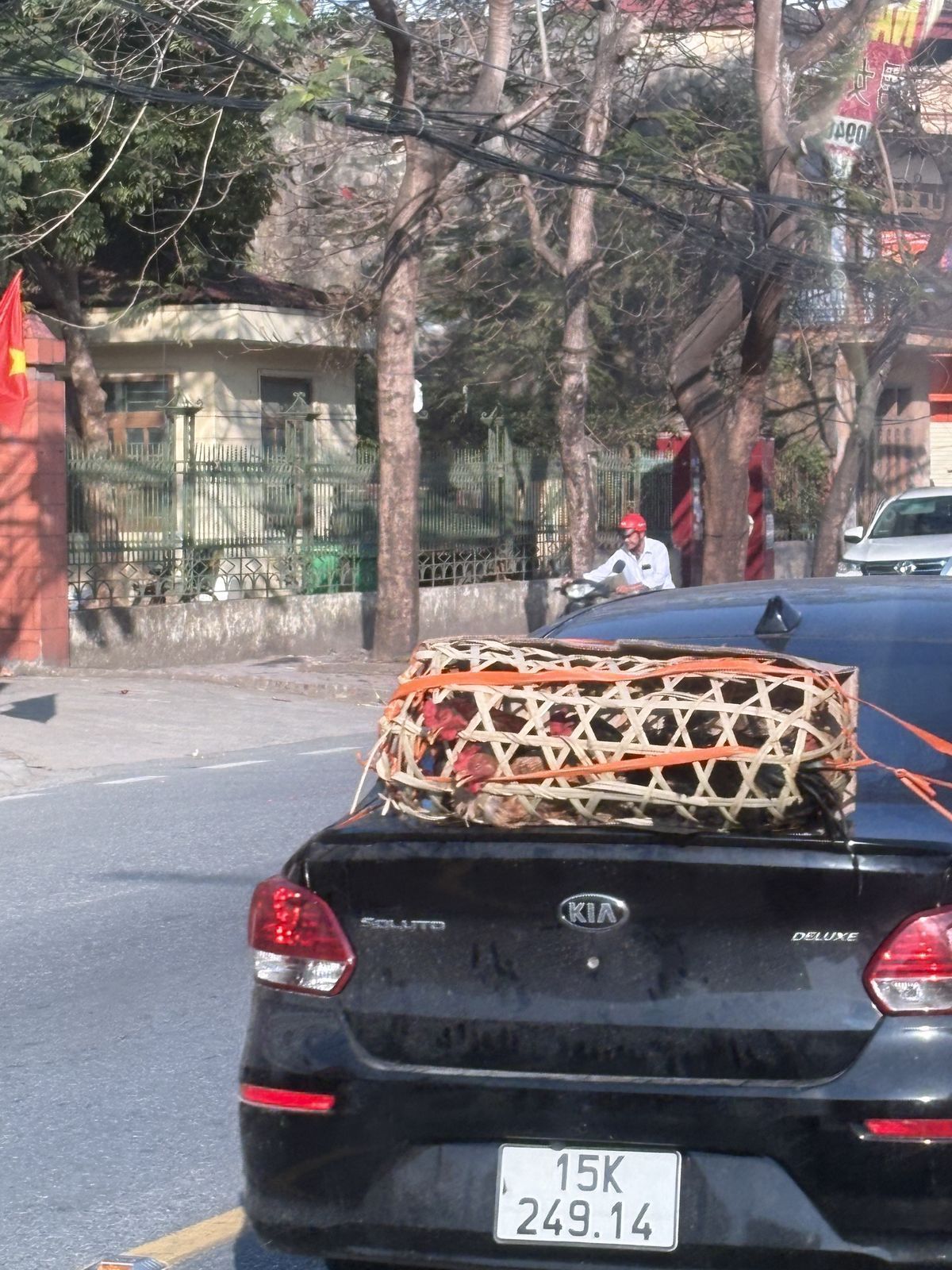 テトには鶏が欠かせません